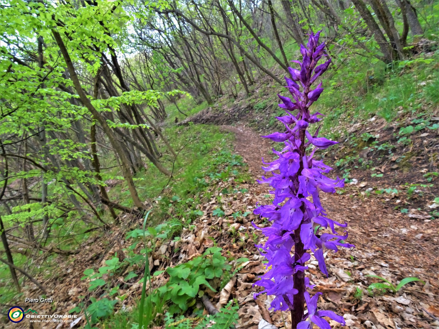 30 Orchis mascula (Orchide maschia) .JPG